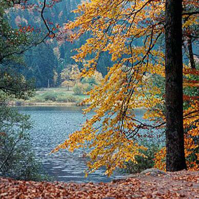 Les Vosges en automne - Résidence des Buis