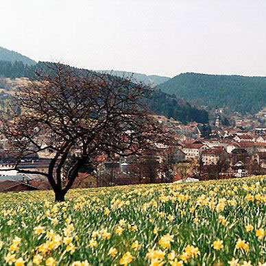 Les Vosges au printemps - Résidence des Buis