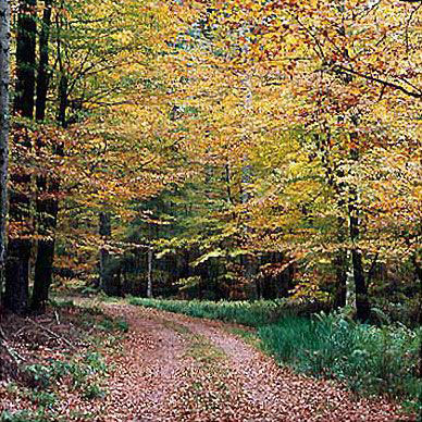 Les Vosges en automne - Résidence des Buis