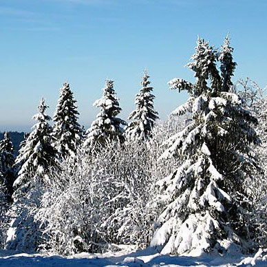 Les Vosges en hiver - Résidence des Buis