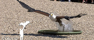 La Volerie des Aigles