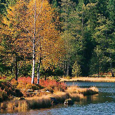 Les Vosges en automne - Résidence des Buis