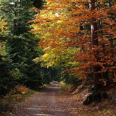 Les Vosges en automne - Résidence des Buis