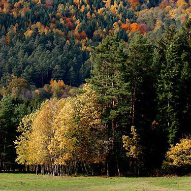 Les Vosges en automne - Résidence des Buis