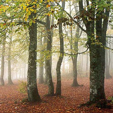 Les Vosges en automne - Résidence des Buis