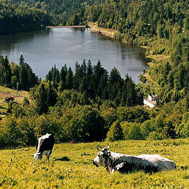 Les Vosges en été - Résidence des Buis