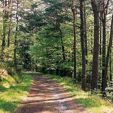 Les Vosges en été - Résidence des Buis