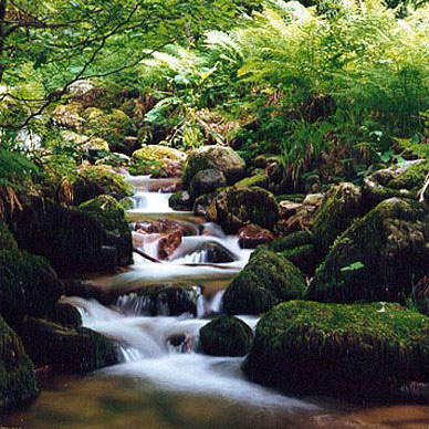 Les Vosges en été - Résidence des Buis