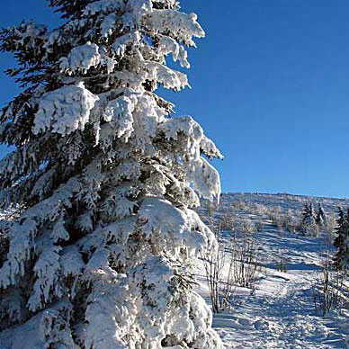 Les Vosges en hiver - Résidence des Buis