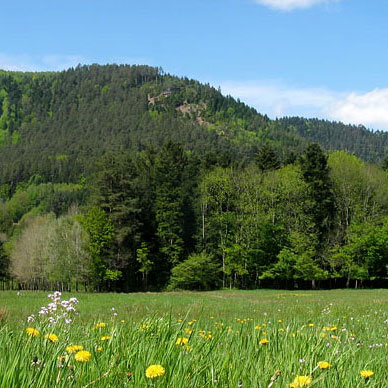 Les Vosges au printemps - Résidence des Buis