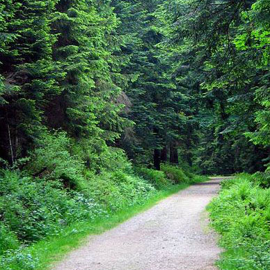 Les Vosges au printemps - Résidence des Buis