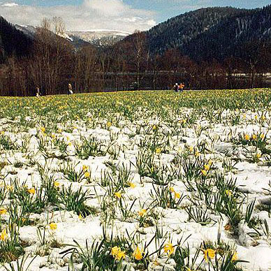 Les Vosges au printemps - Résidence des Buis